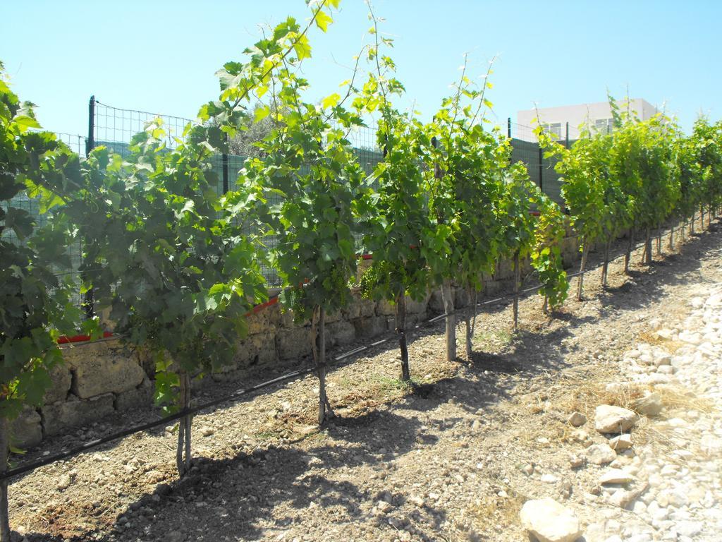 Agriturismoeloropizzuta Lido di Noto Exterior photo